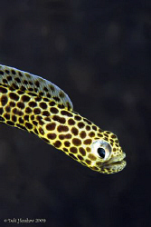 Taylors Eel - another angle of this shy eel. Full Frame D... by Debi Henshaw 